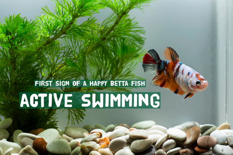 5 Signs Your Betta Fish Is Happy: Interpreting Behaviors and Moods