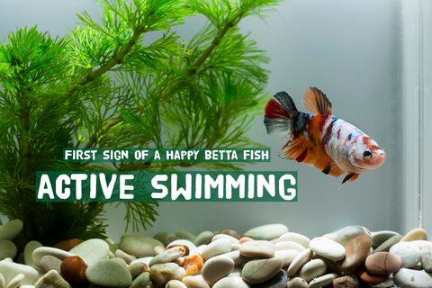 Betta Fish Active Swimming