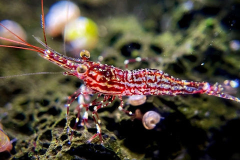 Freshwater Shrimp With A Rock