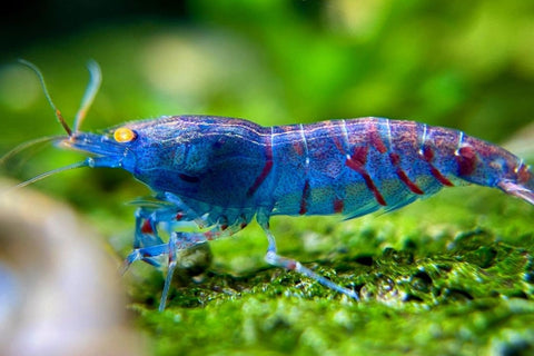 Freshwater Shrimp With Aquatic Plant