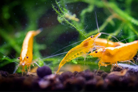 Neocaridina Yellow Golden Back Shrimp