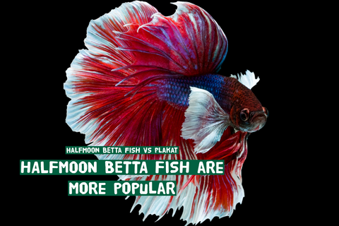 From an Expert Breeder: Why I Choose Plakat Betta Fish Over Halfmoon Every Time!
