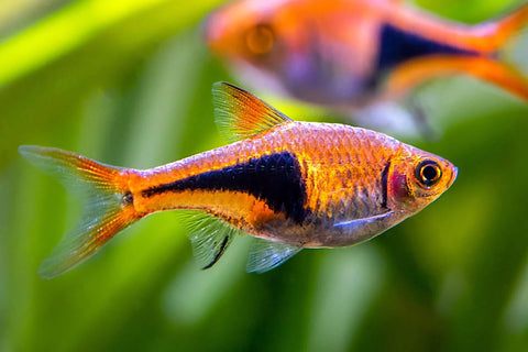 Harlequin Rasbora