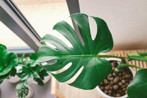 Monstera Plant with White Pot