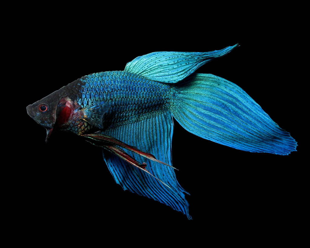 Veil Tail Betta Fish