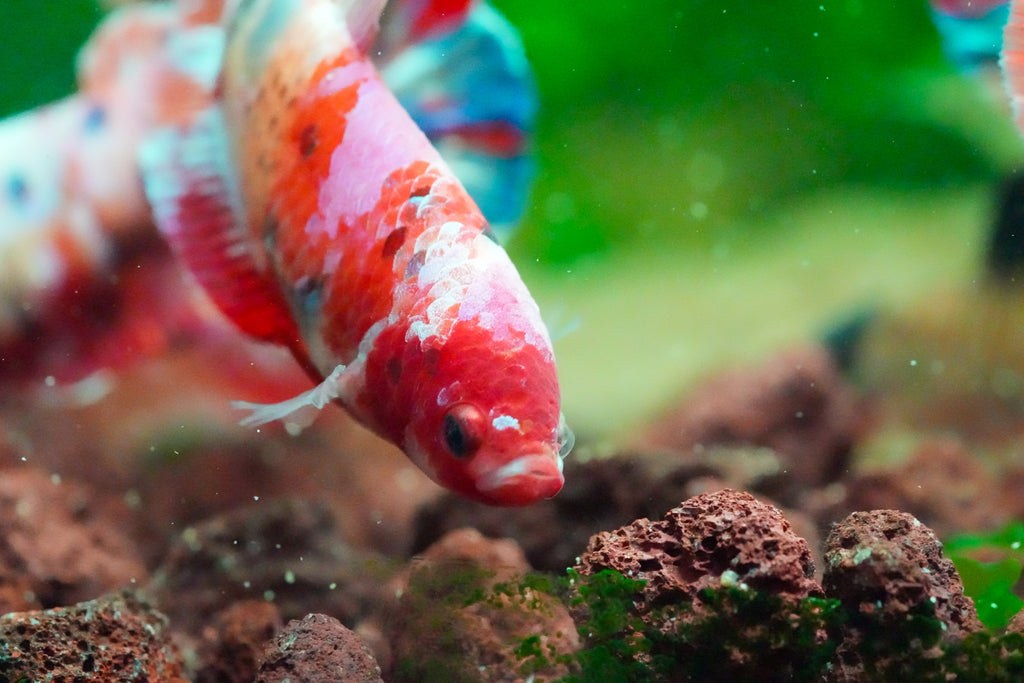 Female Koi Betta Fish