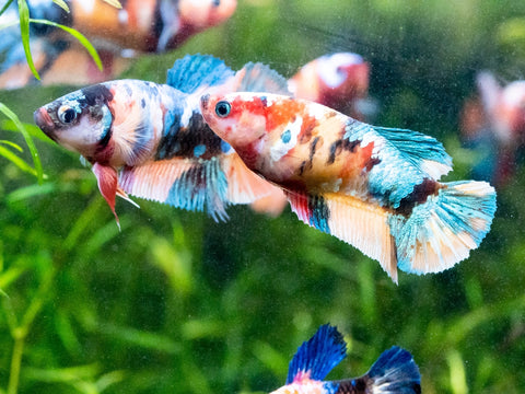 Koi Nemo Female Betta Sorority