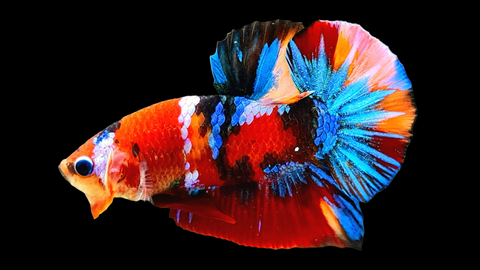 Koi Nemo Plakat Male Betta Fish