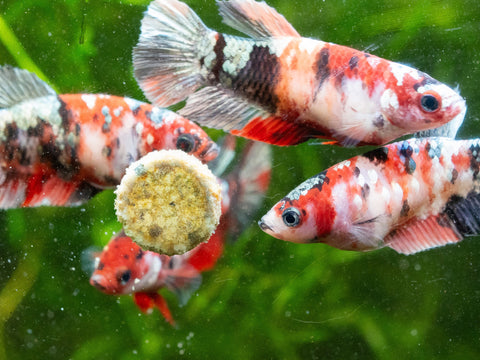 Koi Red Copper Female Betta Sorority