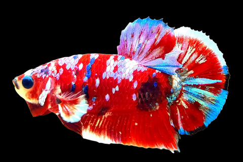 Koi Red Galaxy Male Betta Fish