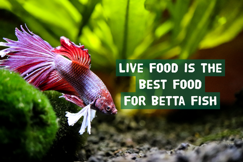 The Ultimate Betta Fish Food Guide for Vibrant Colors