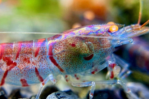Macro Aquarium Freshwater Shrimp