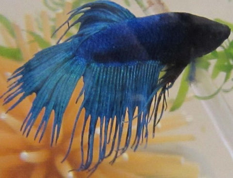 Say Goodbye to Fin Rot: A Comprehensive Guide on How to Treat and Prevent Betta Fin Rot