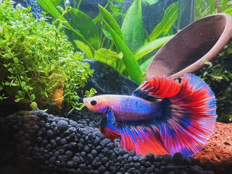 How To Set Up A Betta Fish Tank: Step-By-Step Guide