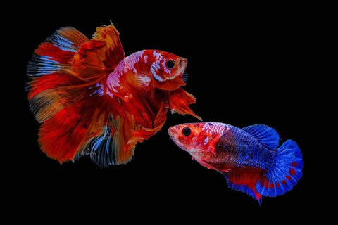 Pair of Female and Male Betta Fish