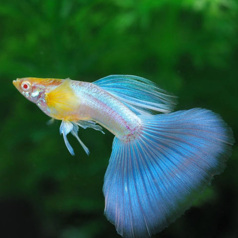 Male Blue Topaz Guppy Fish