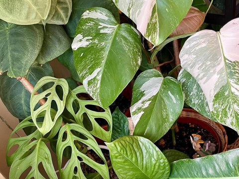 Monstera Albo Plant With Other Indoor Plant
