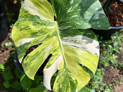 Monstera Aurea