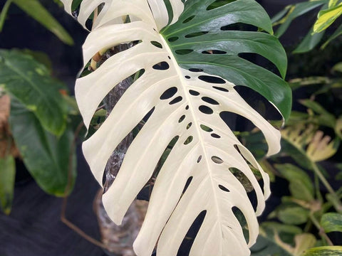 Monstera Borsigiana Albo Leaf