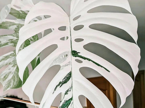 Monstera Borsigiana Albo Leaf