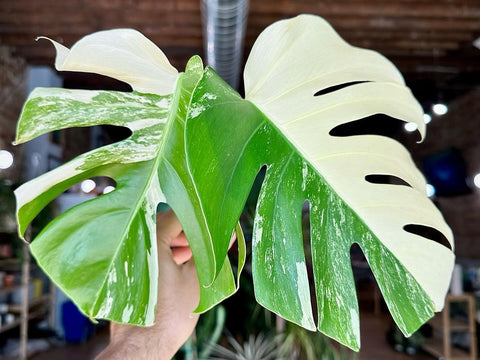 Monstera Albo Cutting Plant