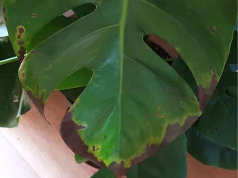 Monstera Rush Disease