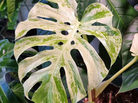 Monstera White Monster