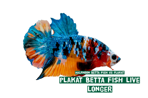 From an Expert Breeder: Why I Choose Plakat Betta Fish Over Halfmoon Every Time!