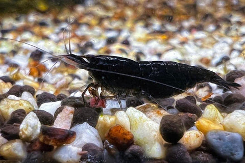 Neocaridina Black Chocolate Shrimp