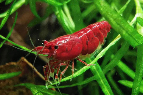 Neocaridina Bloody Mary Shrimp