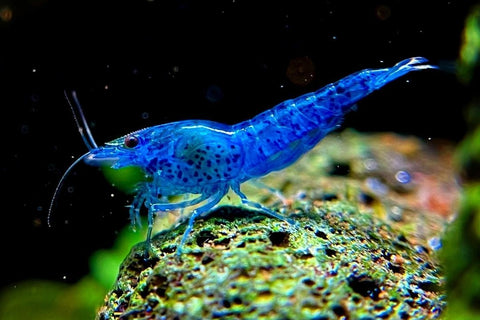 Neocaridina Blue Dream Shrimp