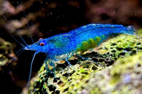 Neocaridina Blue Velvet Shrimp