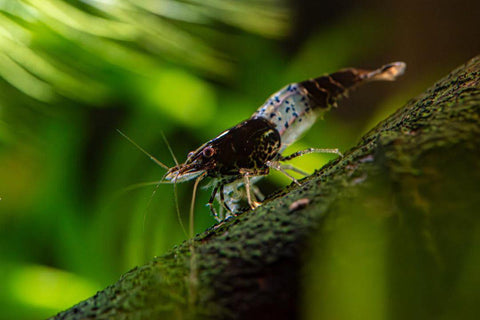 Neocaridina Carbon Shrimp