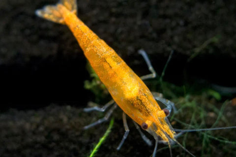 Neocaridina Golden Shrimp