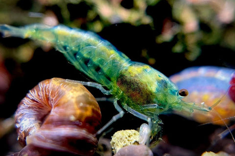 Neocaridina Green Jade Shrimp