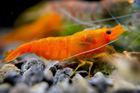 Neocaridina Orange Sakura Shrimp