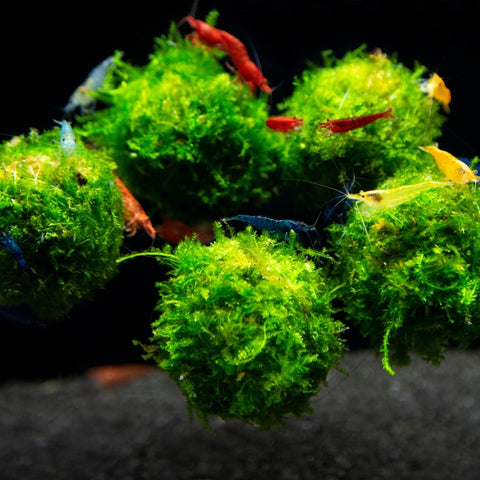 Red Cherry Shrimp with Moss Ball