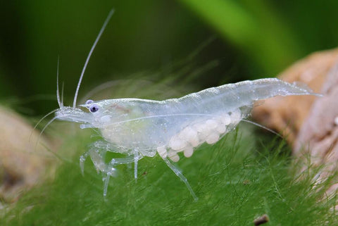 Neocaridina Snowball Shrimp