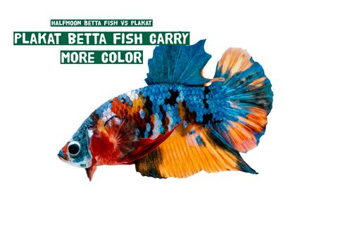 From an Expert Breeder: Why I Choose Plakat Betta Fish Over Halfmoon Every Time!