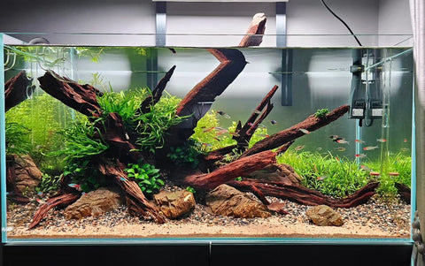 Planted Betta Fish Tank