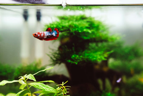 How to Achieve Maximum Lifespan for Your Betta Fish: Top Insider Tips Revealed!