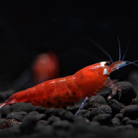 Pregnant Red Cherry Shrimp