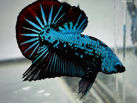 Blue Red Samurai Betta Fish