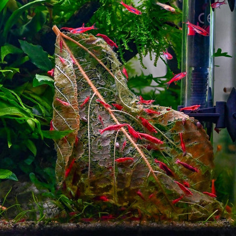 Red Cherry Neocaridia Shrimp