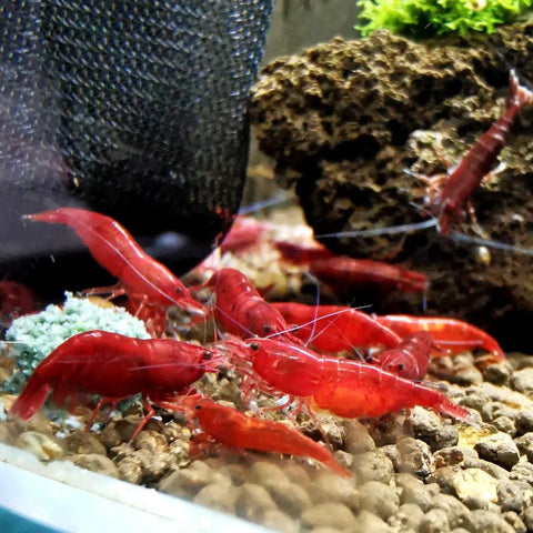 Red Cherry Shrimp Group Eating