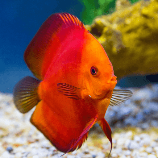 red-discus