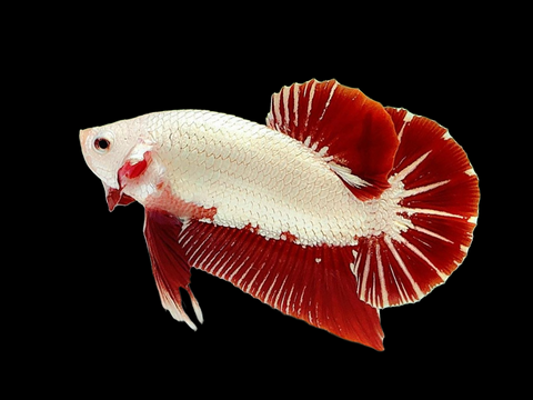 Red Dragon Plakat Male Betta Fish