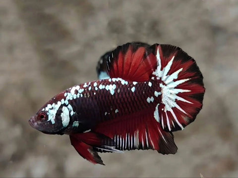 Red Samurai Plakat Male Betta Fish