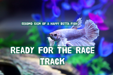 5 Signs Your Betta Fish Is Happy: Interpreting Behaviors and Moods