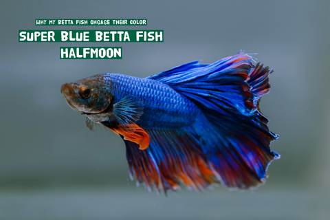 Why Do Betta Fish Change Color? The Secret Revealed!